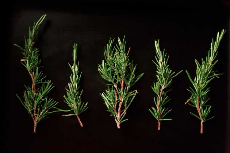 five green pine twigs